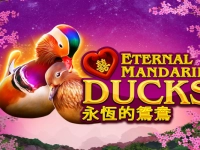 Power Prizes - Eternal Mandarin Ducks