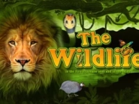 The Wildlife