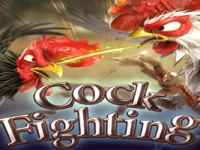 Cock Fighting